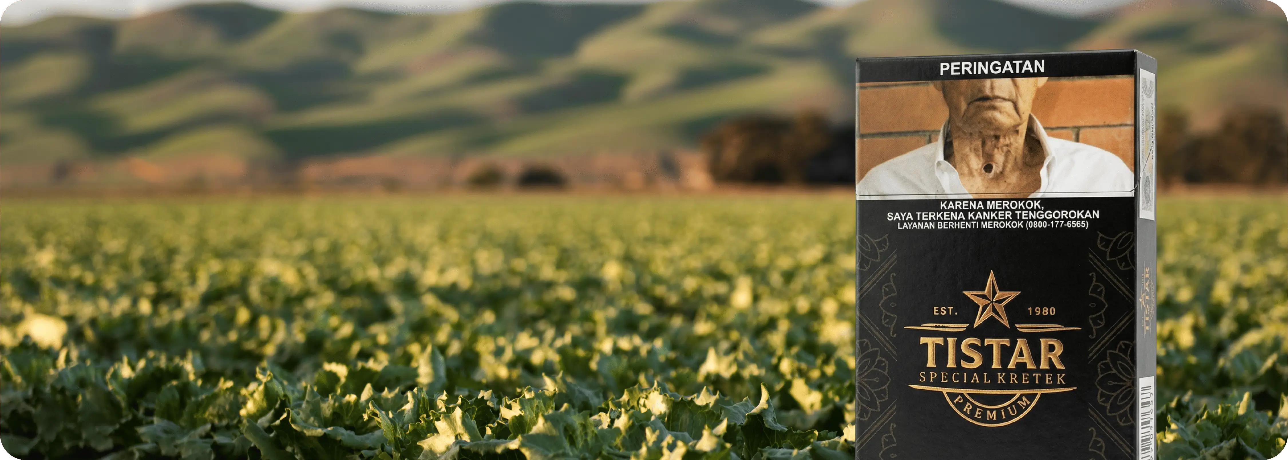 Latar kebun tembakau